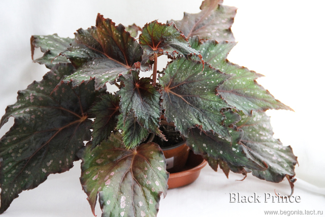 B. ‘Black Prince’